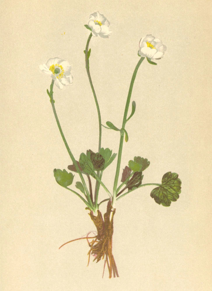 ALPENFLORA ALPINE FLOWERS. Ranunculus alpestris L-Alpen-Hahnenfuss 1897 print Ranunculus