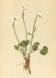 ALPENFLORA ALPINE FLOWERS. Ranunculus alpestris L-Alpen-Hahnenfuss 1897 print Ranunculus