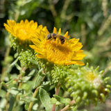 Gumweed Seeds, Grindelia (Grindelia squarrosa) ~Traditional Herb Garden Garden Plants