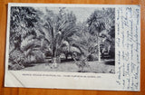Tropical foliage Oroville, CA palms, pampas grass Private Mailing Card p/u 1907 Pampas Grass