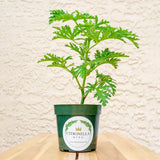 Citronella Plant, Mosquito Plant,  Fully rooted in a 4" Nursery  Pot Green Plant