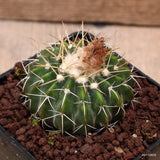 D7508 WIGGINSIA SESSILIFLORA pot9-H4-W6,5 cm MaMa Cactus Green Plant