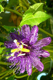 PASSION FRUIT purple flower vine maypop PASSIFLORA INCARNATA plant seed 25 SEEDS Flowering Plants