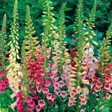 Excelsior Mix Foxglove Seeds | Heirloom / Non-GMO | Free Shipping | 1246 Flowering Plants