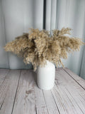 White Ceramic 8.5 Inch Vase With  Pampas Grass Pampas Grass