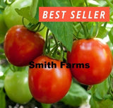 50+ Seeds GLACIER Tomato Hybrid Juicy Easy to Grow Vegetable Garden Garden Plants