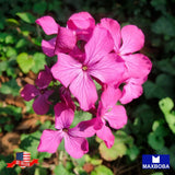 Fresh!!Lunaria biennis Seeds - Money Plant Non-GMO Garden Garden Plants