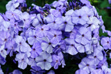 250 Dwarf BEAUTY BLUE PHLOX Drummondii Nana Compacta Fragrant Violet Blue Flower Flowering Plants