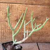 D4664 EUPHORBIA CHERSINA pot7-H18-W19 cm MaMa Cactus Green Plant
