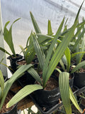 Sabal Minor Ð 1 Gallon Grow Bag Ð Cold Hardy Palm Ð Same Size, Lower Price Green Plant