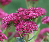 SEDUM PINK BEACON STONECROP Hylotelephium Ussuriense - 500 Bulk Seeds Garden Plants