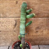 D4509 EUPHORBIA FEROX pot12-H30-W9 cm MaMa Cactus Green Plant