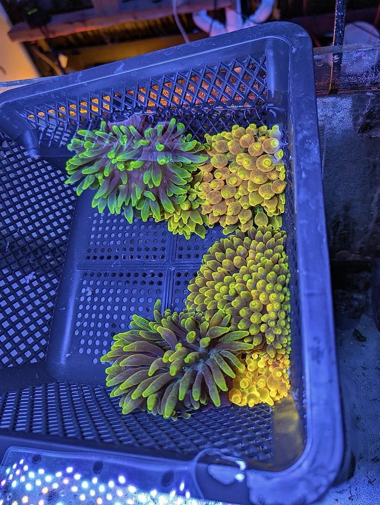 RARE ~3-5Ó Chicago Sunburst CHSB CSB Bubble Tip Anemone BTA Live Coral High End Anemone