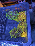 RARE ~3-5Ó Chicago Sunburst CHSB CSB Bubble Tip Anemone BTA Live Coral High End Anemone