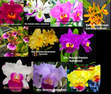 10+ ORCHID PLANTS Plug Bundle seedlings no pot Orchids