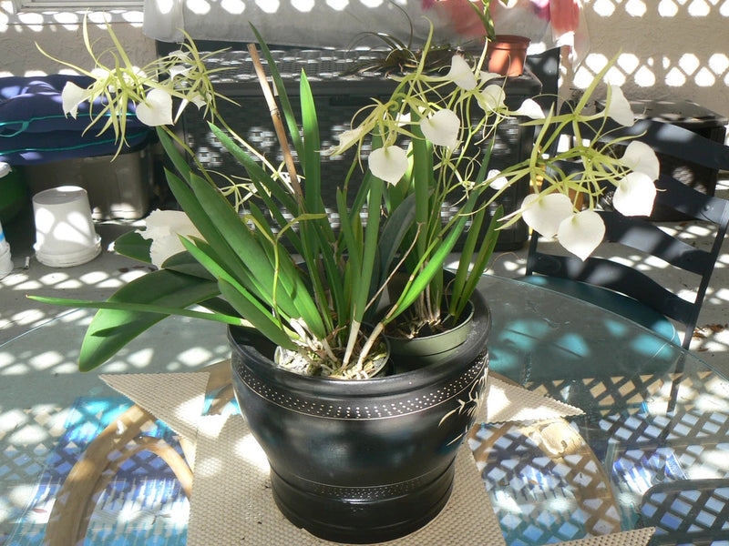 Orchid Fragrant Cattleya Brassavola nodosa Little Stars Mad Happenings Plants Orchids