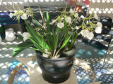 Orchid Fragrant Cattleya Brassavola nodosa Little Stars Mad Happenings Plants Orchids