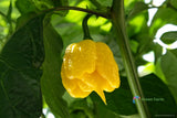 50 Seeds Hottest Chili Pepper X Balcony Indoor Potted Edible Plants Home Garden Flowering Plants