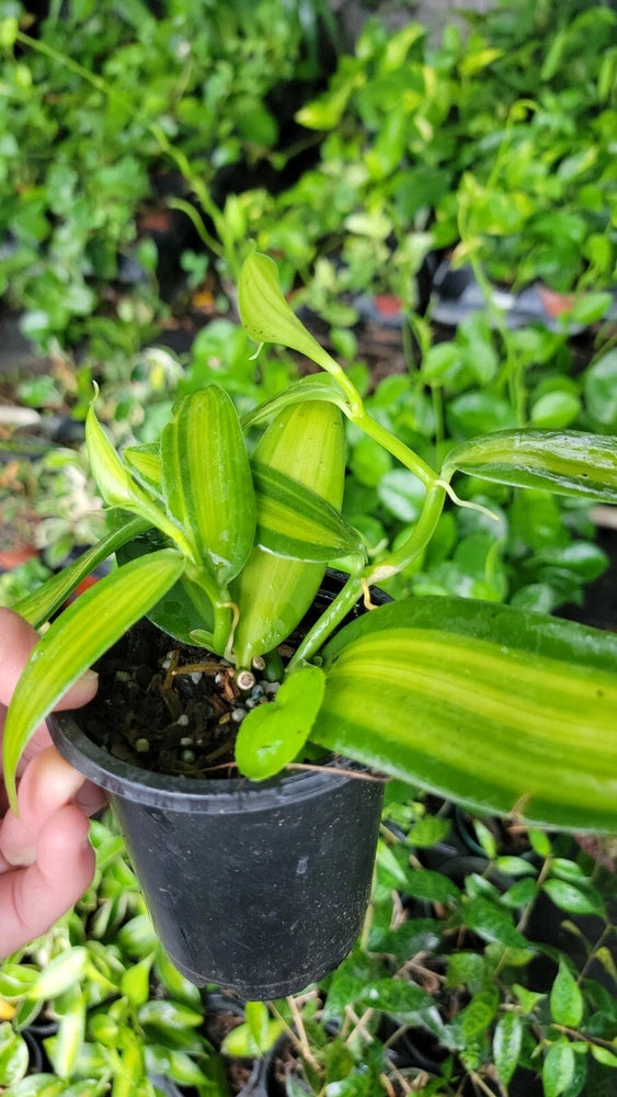 Live vanilla bean orchid plant in small black pot with bright green striped leaves