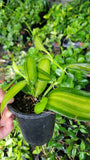 Variegated Vanilla Bean Orchid Live Plant~ Vanilla planifolia variegata in 4"Pot Orchids