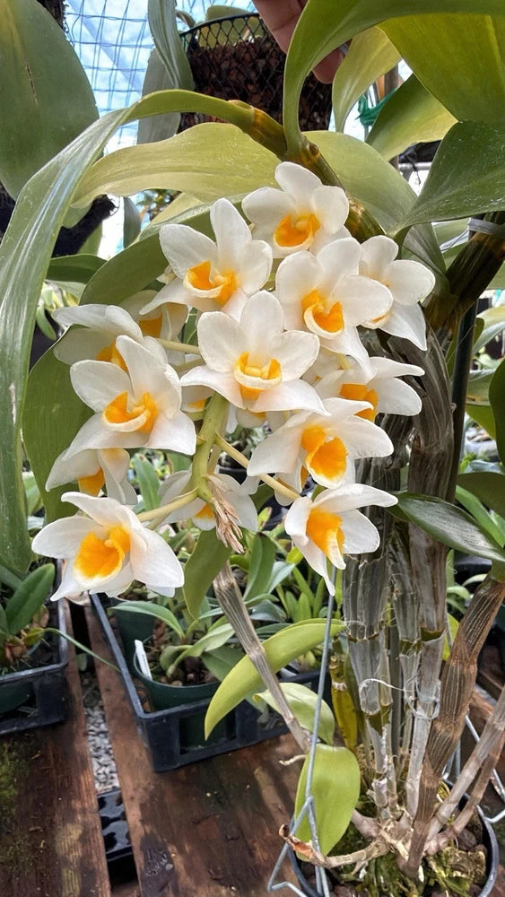 Blooming white orchid with yellow centers and green leaves in a pot