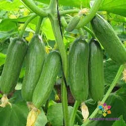 25+ Baby Rocky Cucumber Seeds for Garden Planting - USA - FREE SHIPPING! Garden Plants