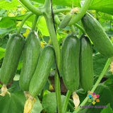 25+ Baby Rocky Cucumber Seeds for Garden Planting - USA - FREE SHIPPING! Garden Plants
