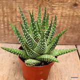 D4335 HAWORTHIA PUMILA pot8,5-H13-W15 cm MaMa Cactus Green Plant
