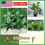 4-Piece 15.7'' Variegated Hosta Shrubs - Realistic Artificial Tropical Plant Green Plant