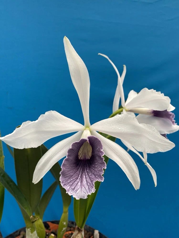 White orchid bloom with purple center lip and slender green leaves