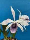 Cattleya purpurata werkhauseri Species Orchid Eros Breeding Stock 4Ó RePot Orchids