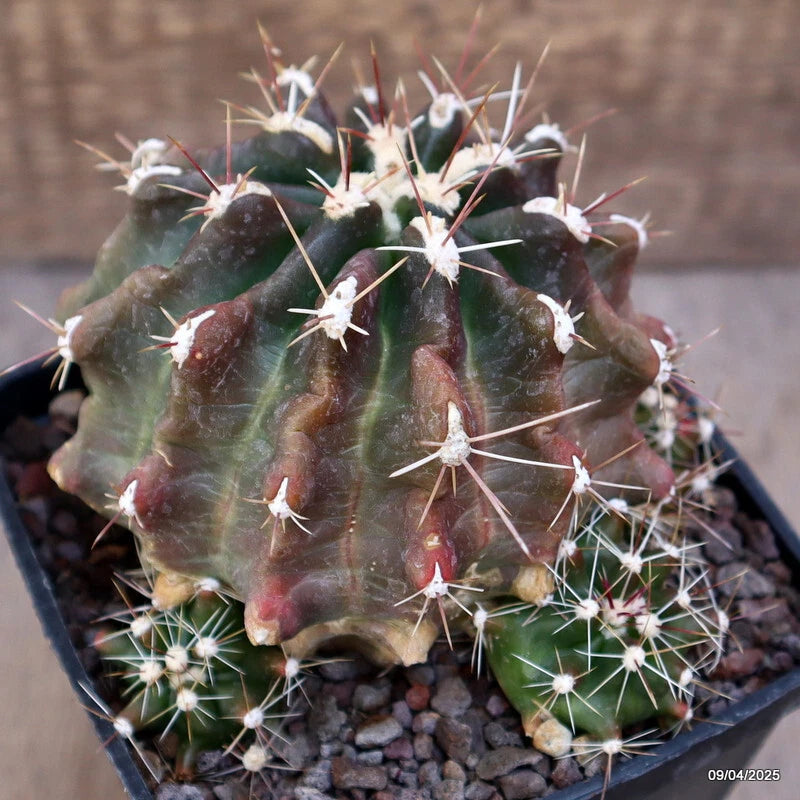 Potted green barrel cactus with dense white spines and small red tips