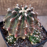 A8142 FEROCACTUS HAMATACANTHUS pot10-H9-W11 cm MaMa Cactus Green Plant