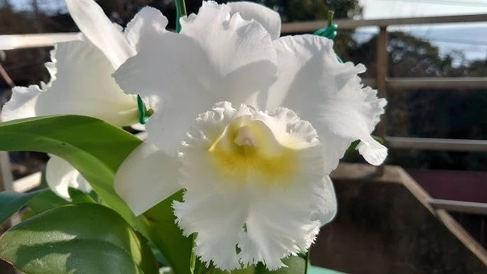 White orchid flower with yellow center and green leaves