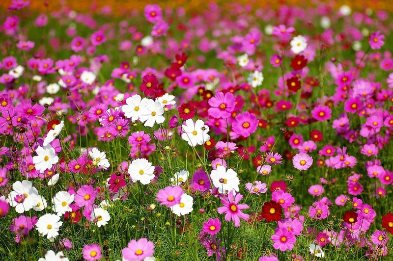 350 COSMOS SENSATION MIX Mixed Colors Cosmos Bipinnatus Flower Seeds Flowering Plants