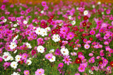 350 COSMOS SENSATION MIX Mixed Colors Cosmos Bipinnatus Flower Seeds Flowering Plants