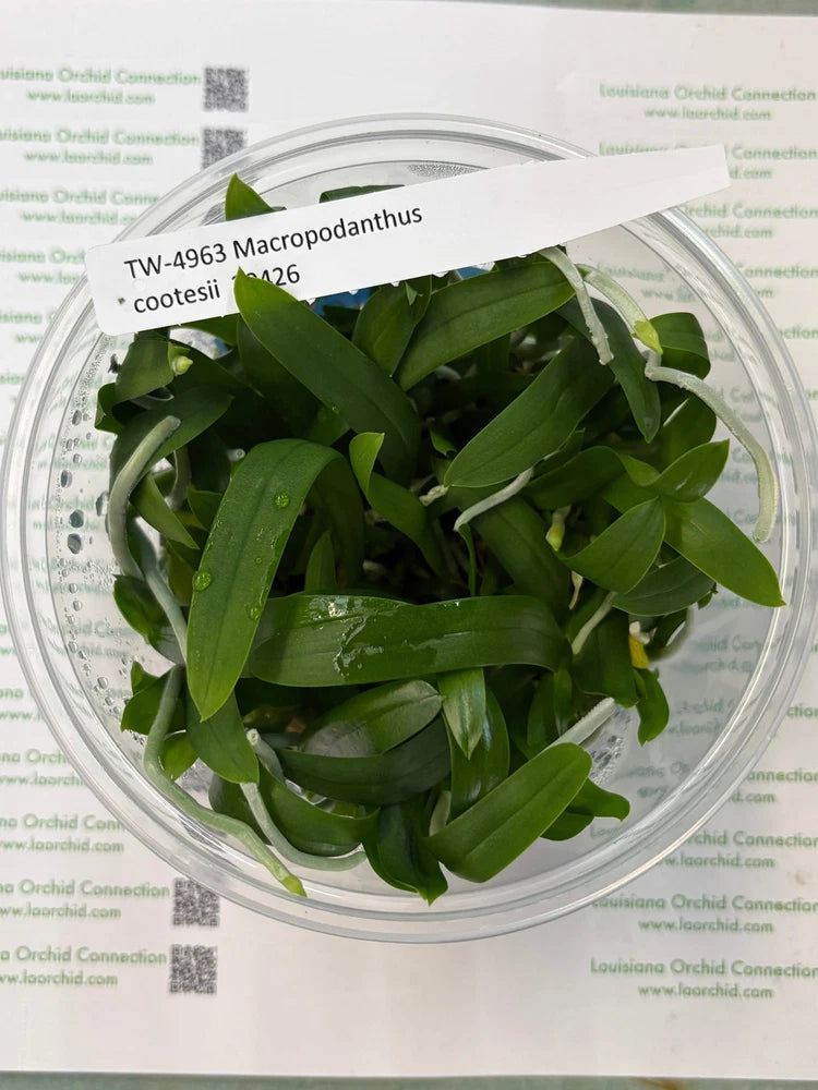 Orchid plant cutting with green leaves in clear container
