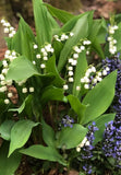 Live 20+ Live Fragrant Lily Of The Valley Plants  -Hardy Perennial Grnd Cover Lily