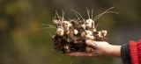 Jerusalem Artichokes tubers SunchokesÊ 10 tubers freshly dugÊplant or eat Sunflower