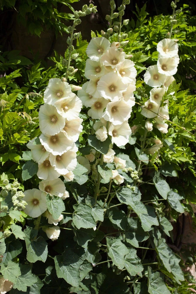 25 WHITE HOLLYHOCK Alcea Rosea Flower Seeds Perennial *Flat S/H Flowering Plants