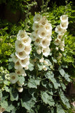 25 WHITE HOLLYHOCK Alcea Rosea Flower Seeds Perennial *Flat S/H Flowering Plants