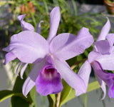 Guarianthe _ laelioides v. coerulea 'Melbourne' - multi-flowered, mature orchid Orchids