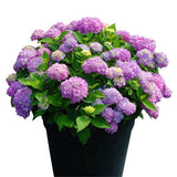 50Pcs Mix Hydrangea Seeds Perennial Hardy Garden Shrub Bloom Flower Hydrangea