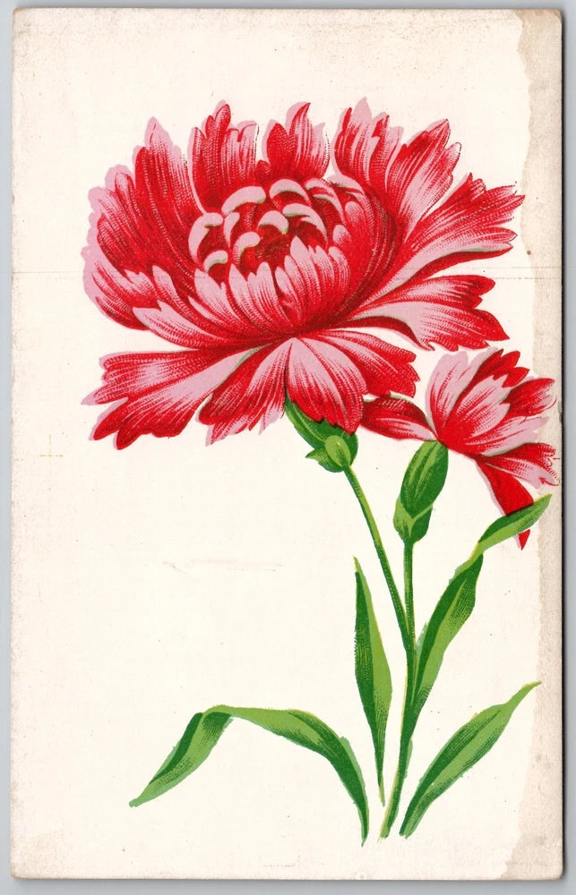 Vintage Floral Postcard - Vibrant Red & Pink Carnations - Unposted Carnation