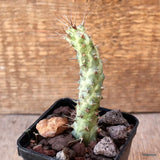 D4671 EUPHORBIA SP. CAPE GUARDAFUI pot7-H11-W2 cm MaMa Cactus Green Plant