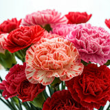 600+ CARNATION DOUBLE MIX SEEDS RARE DIANTHUS FLOWERS RARE BLOOMS FREE SHIPPING Carnation