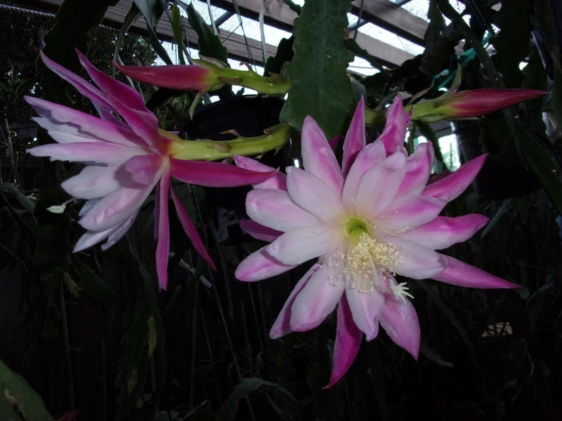 Cutting orchid with large pink and purple star-shaped blooms and pale centers