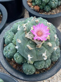 Multi Heads Succulent cactus Plant LW home Garden beautiful pot 5-6CM Garden Plants