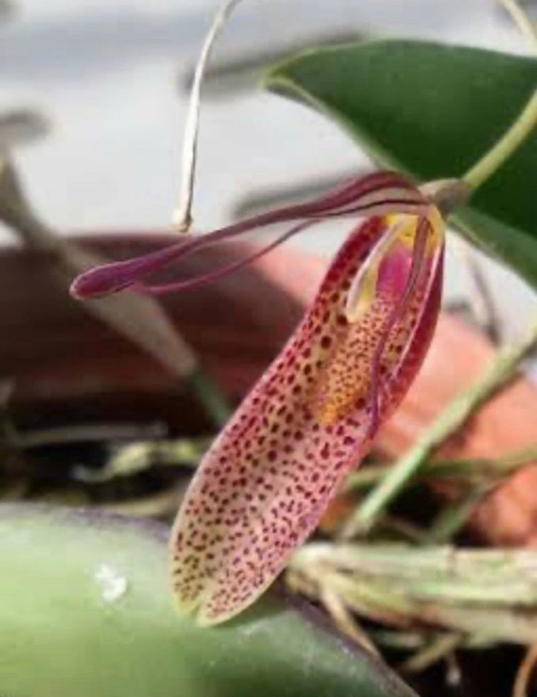 Speckled pink and yellow orchid flower with slender lip and green leaves