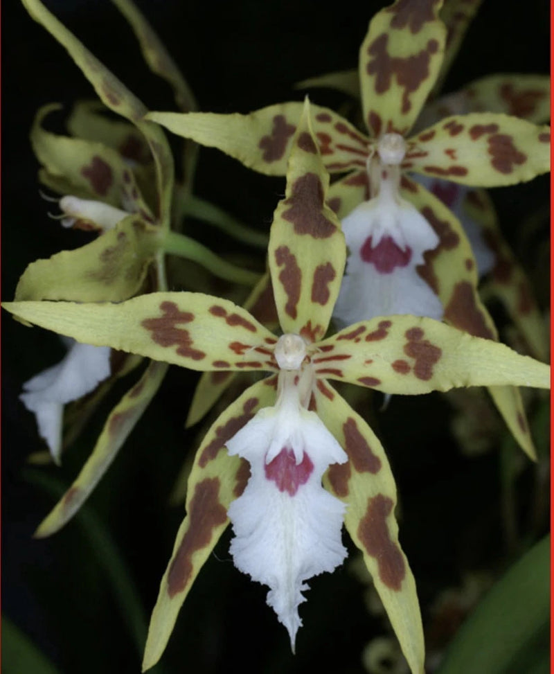 Odontoglossum sanderianum Orchids